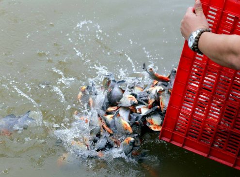 Ngày nay người ta đổ hàng tấn cá, chim, ốc và coi đó như là phóng sinh, nhưng thực ra chính mình đang tạo nghiệp. (ảnh: RFA)